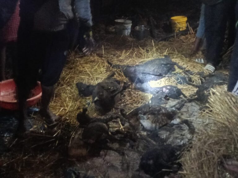 अज्ञात कारणों से रिहायशी झोपड़ी में लगी आग,नौ बकरियां जिंदा जली