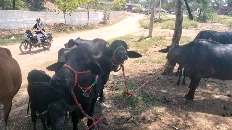 दशकों बाद फिर गुलजार हुआ मोंठ का पशु हाट बाजार, किसान गाय-भैंस लेकर पहुंचे बिक्री को।